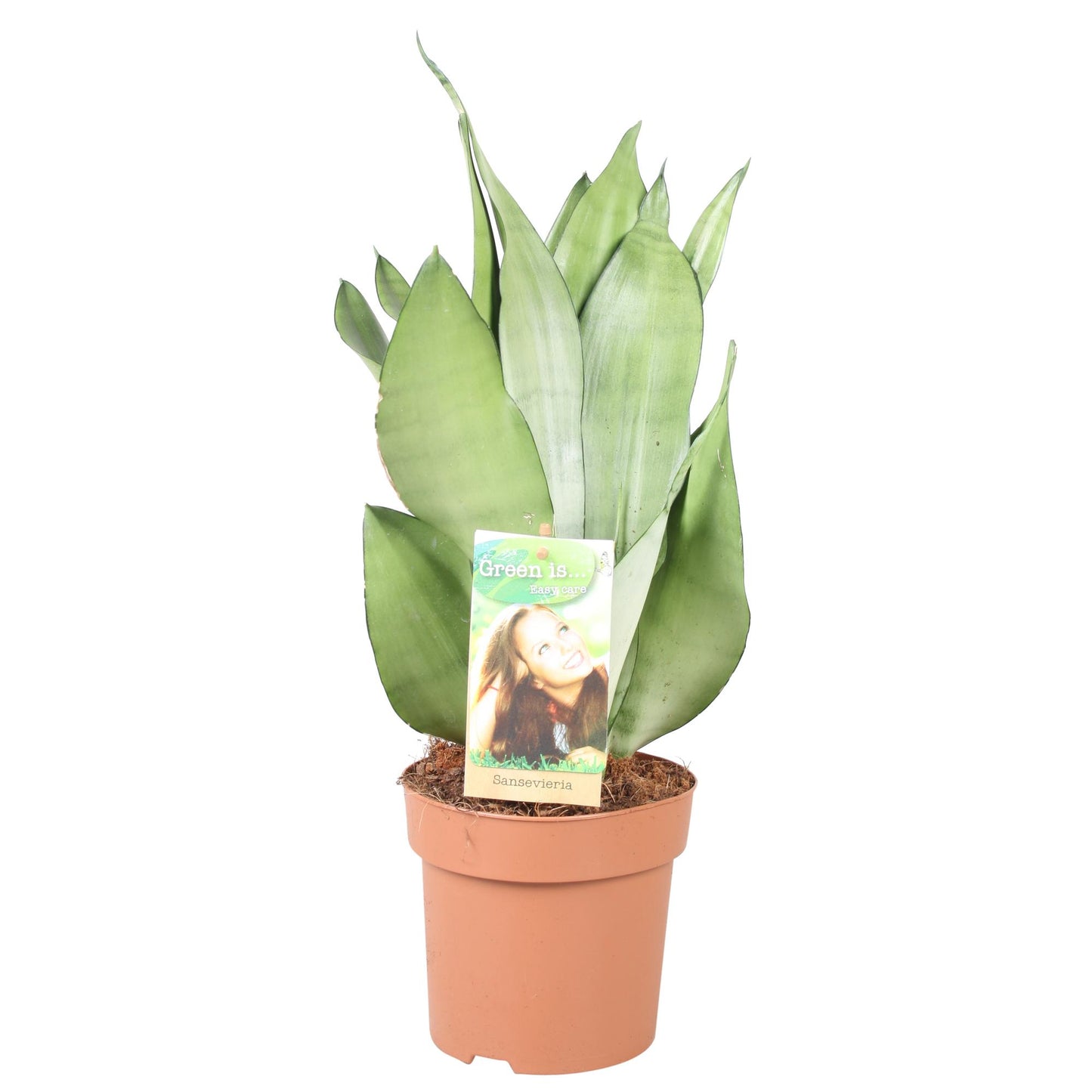 Sansevieria Moonshine - Height 40-45** - Ø14cm - ↕40cm