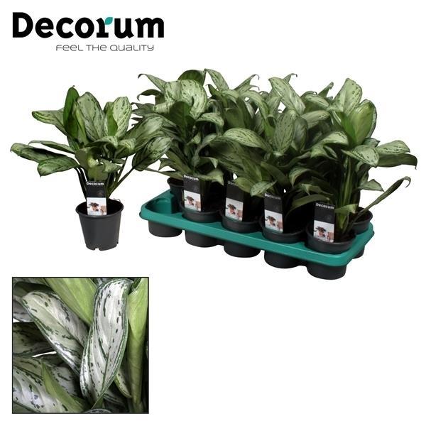 Aglaonema Maria Christina (Décorum) - Ø14cm - ↕40cm