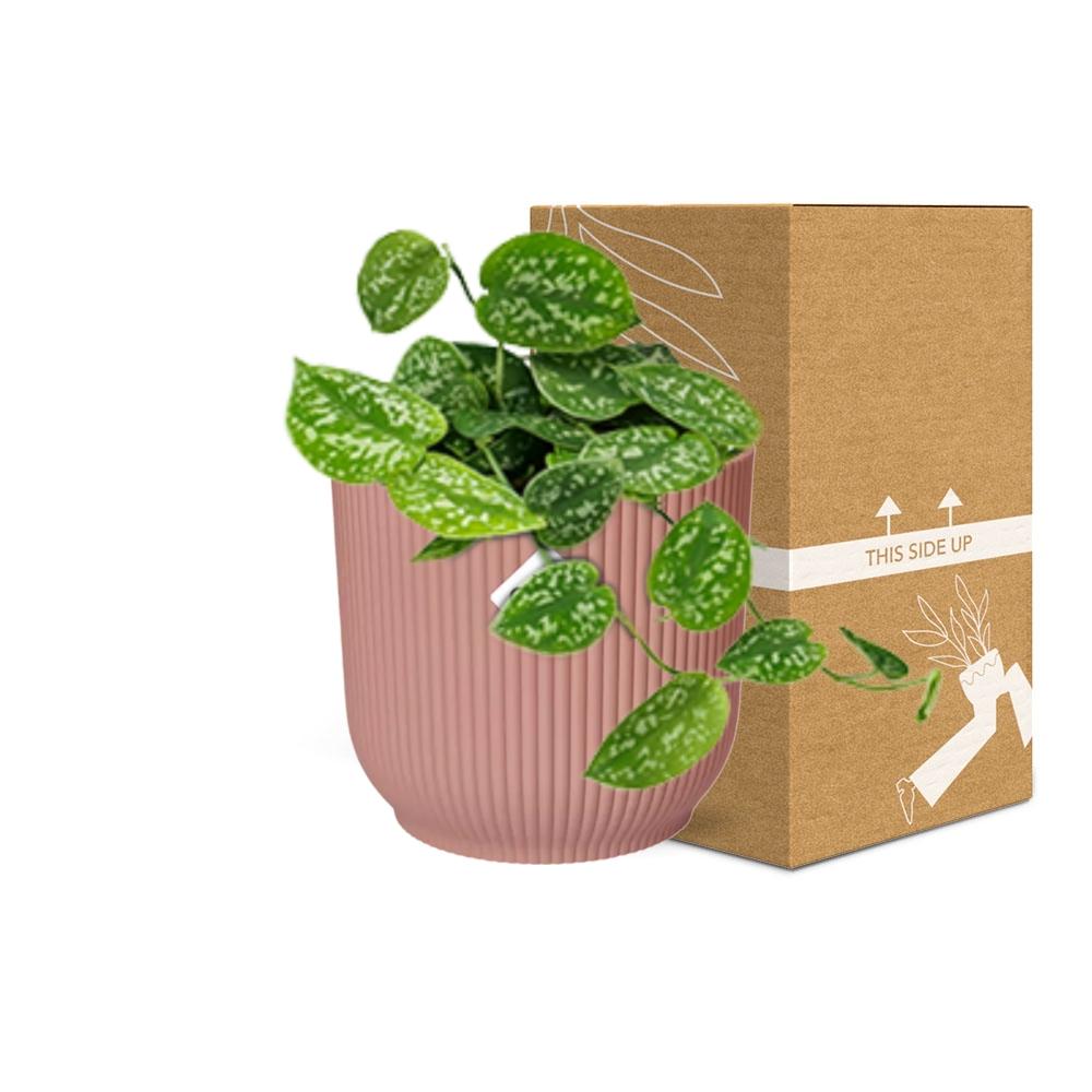 Scindapsus Pictus 'Argyraeus' in ELHO Vibes Fold 14cm pink