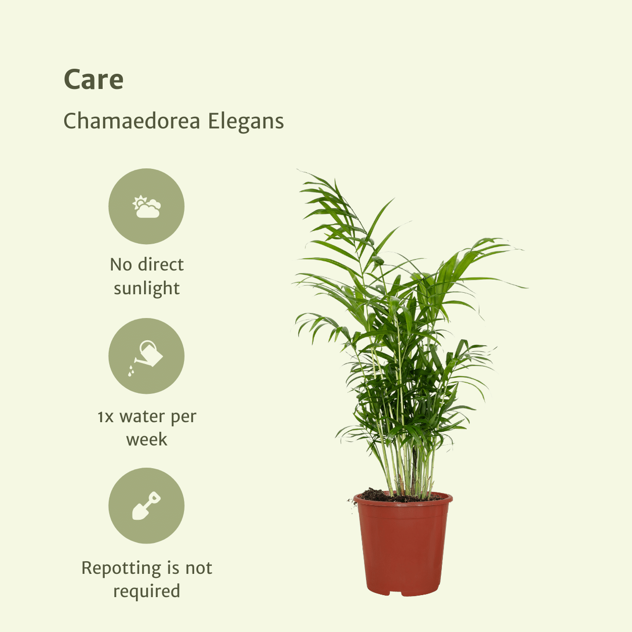 Chamaedorea Elegans (Mexican Mountain Palm) - 2 pieces - Ø17cm - ↕55cm