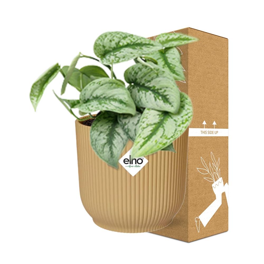 Scindapsus Pictus 'Trebie' in ELHO Vibes Fold 14cm yellow