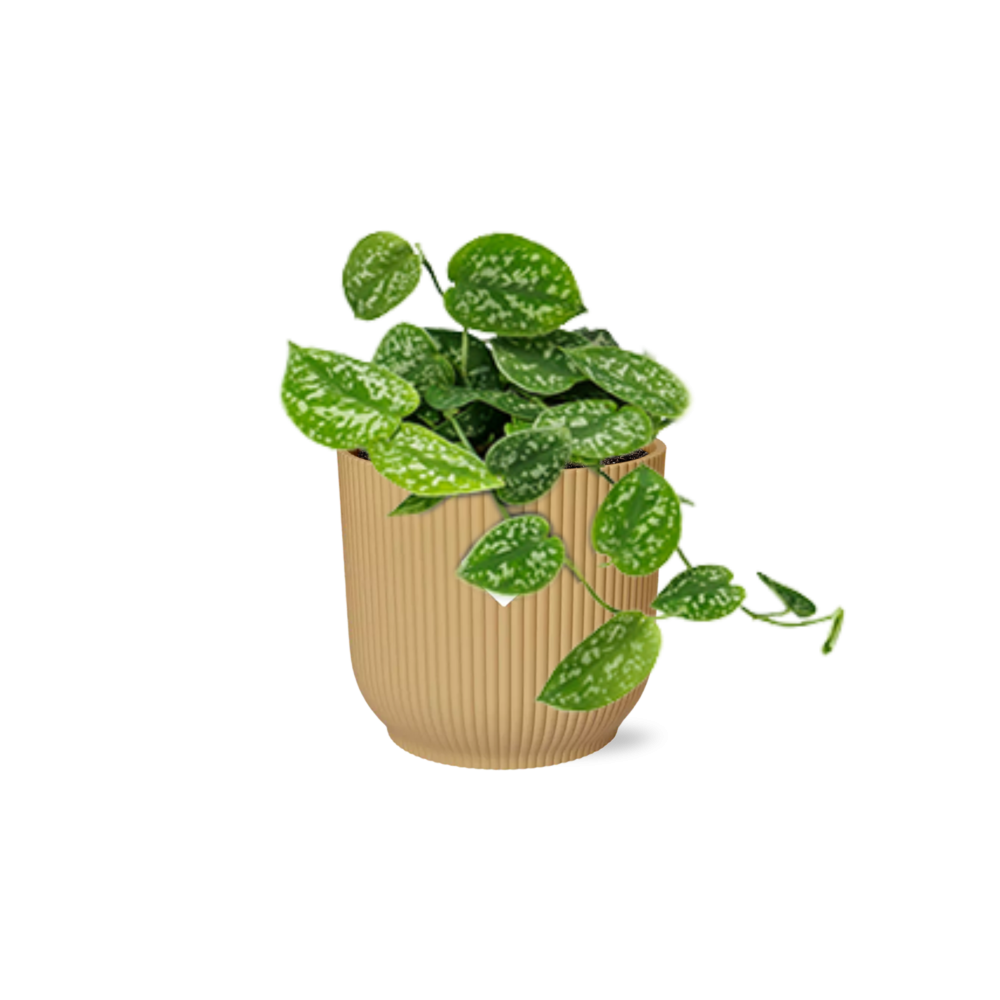 Scindapsus Pictus 'Argyraeus' in ELHO Vibes Fold 14cm yellow