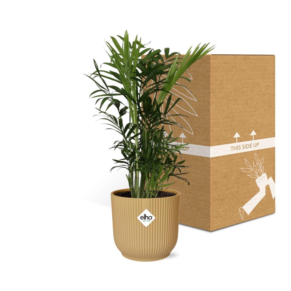 Chamaedorea Elegans in ELHO Vibes Fold 14cm yellow