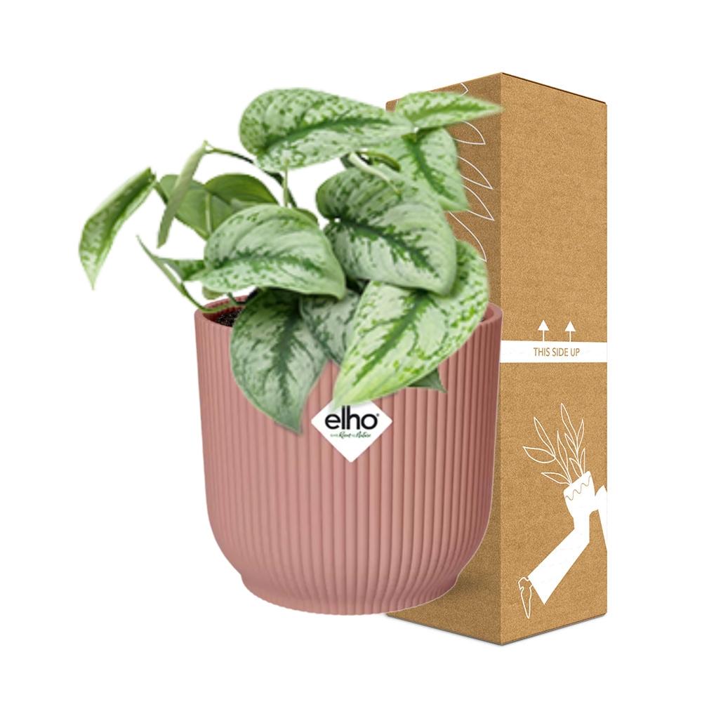Scindapsus Pictus 'Trebie' in ELHO Vibes Fold 14cm pink