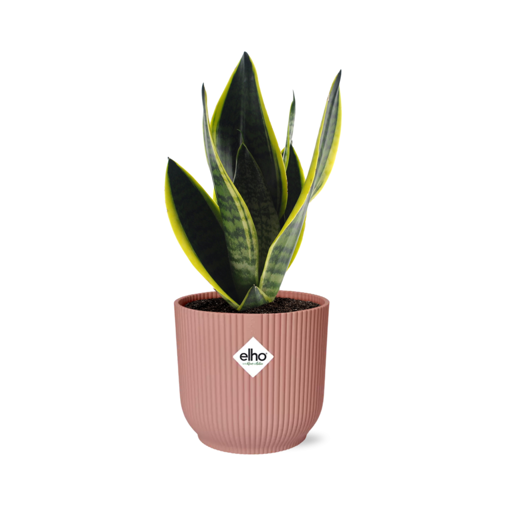 Sansevieria Futura Superba in ELHO Vibes Fold 14cm pink