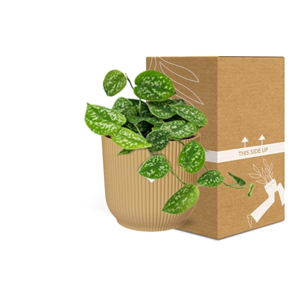 Scindapsus Pictus 'Argyraeus' in ELHO Vibes Fold 14cm yellow