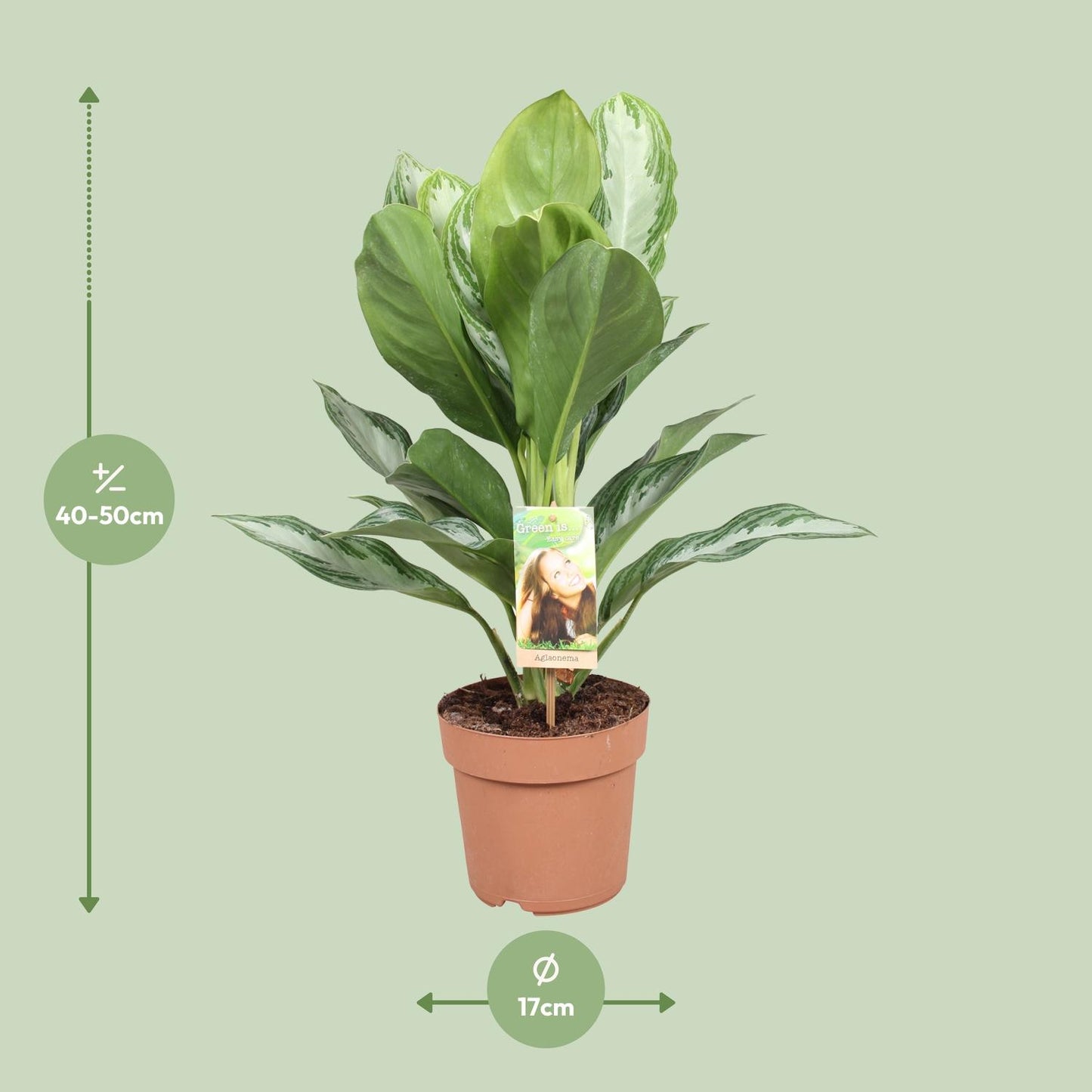 Aglaonema Silver Bay - Arbre à feuilles persistantes de Chine - Ø 17 cm - ↕ 55 cm