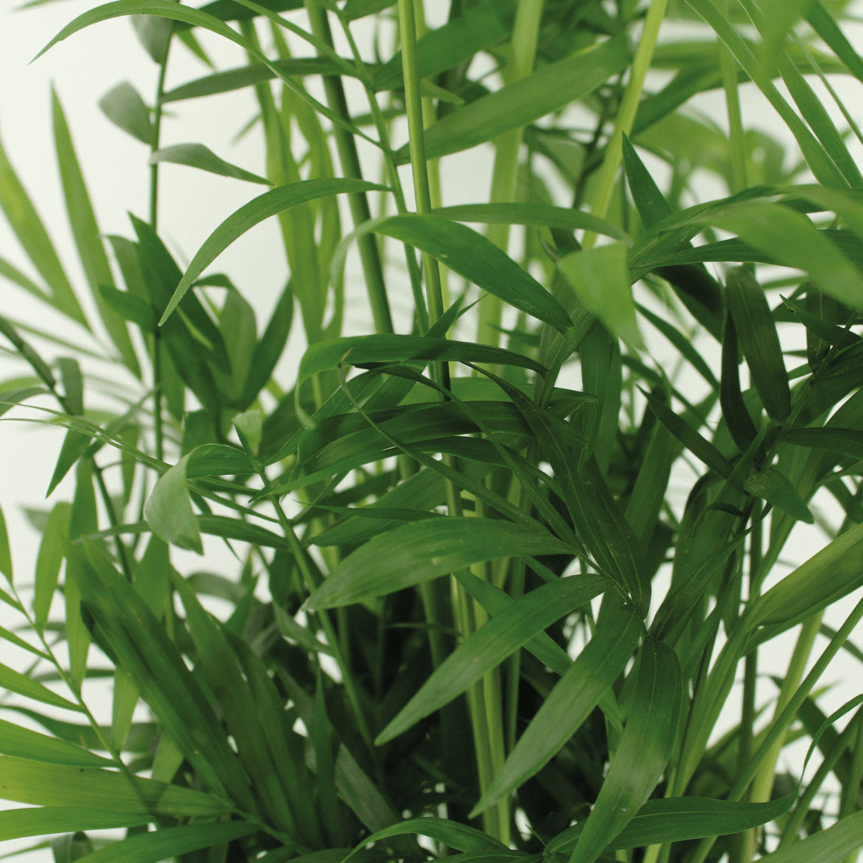 Chamaedorea Elegans (Mexican Mountain Palm) - 2 pieces - Ø17cm - ↕55cm