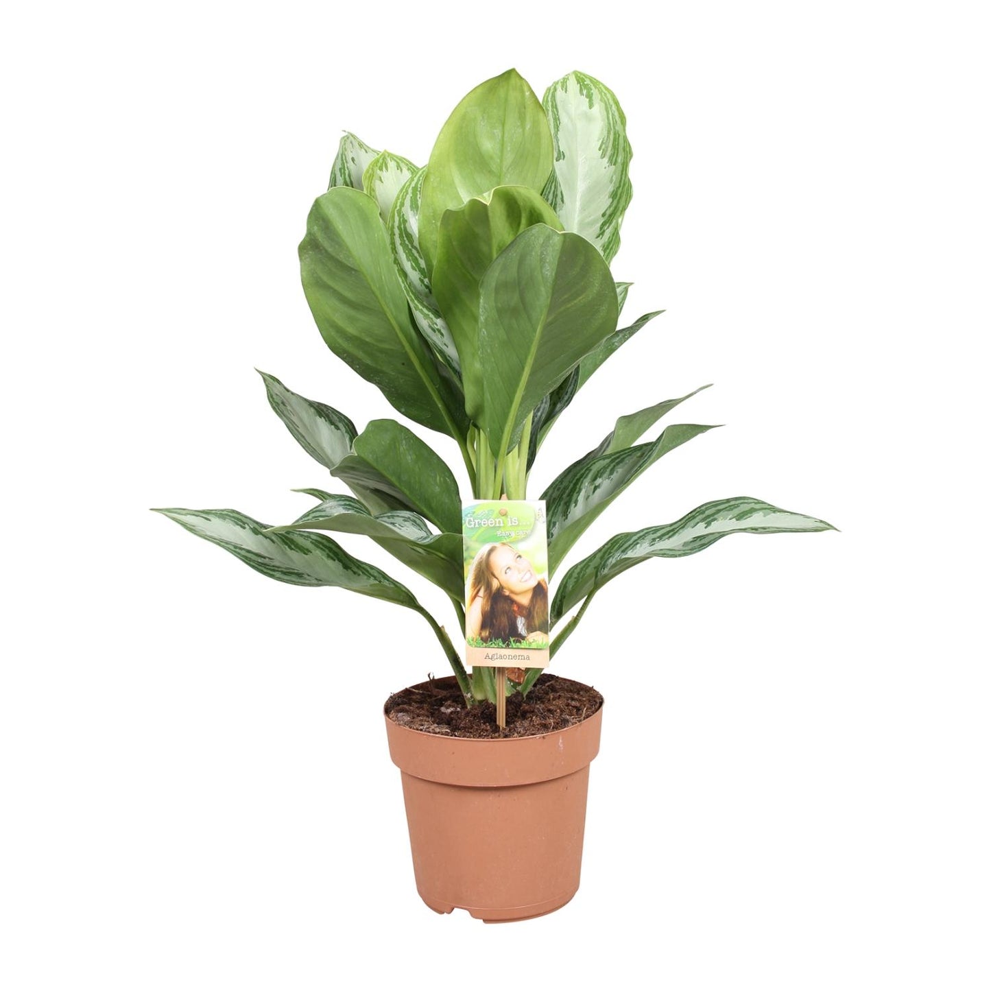Aglaonema Silver Bay - Arbre à feuilles persistantes de Chine - Ø 17 cm - ↕ 55 cm