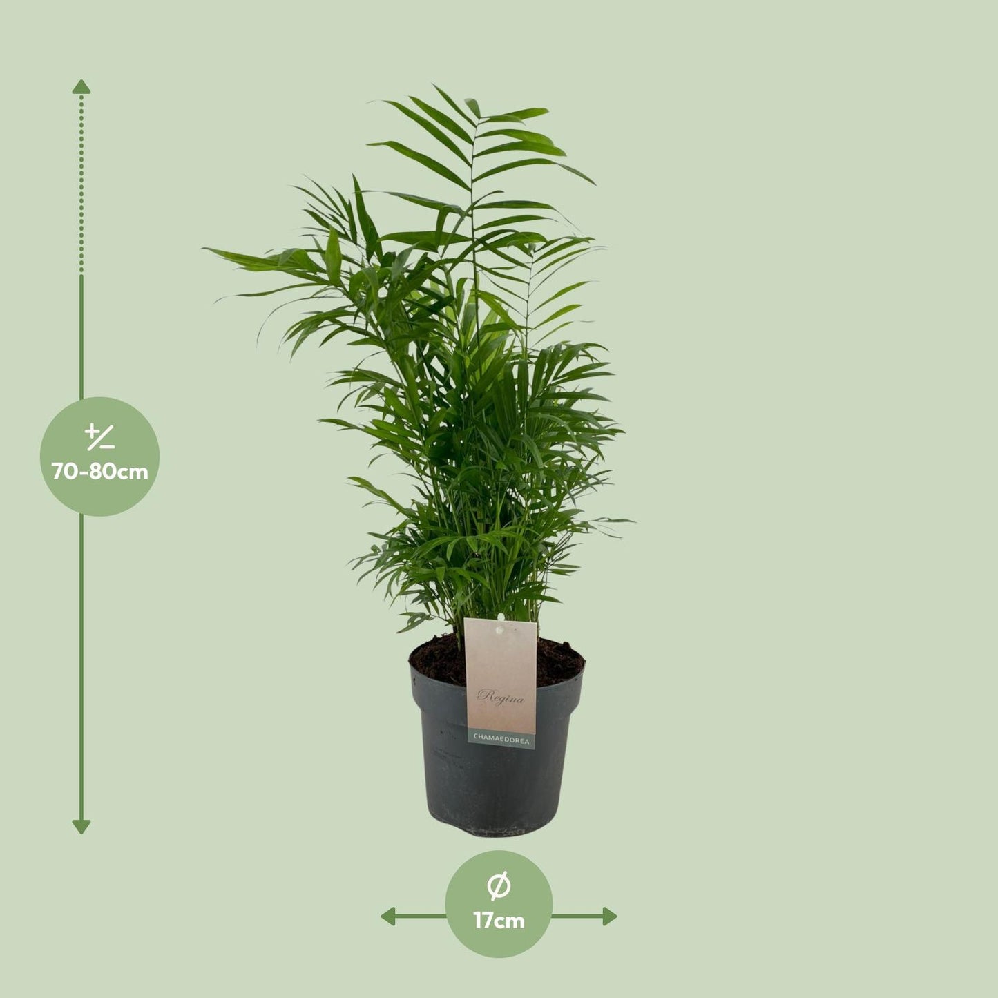Chamaedorea Elegans - Ø17cm - ↕50cm