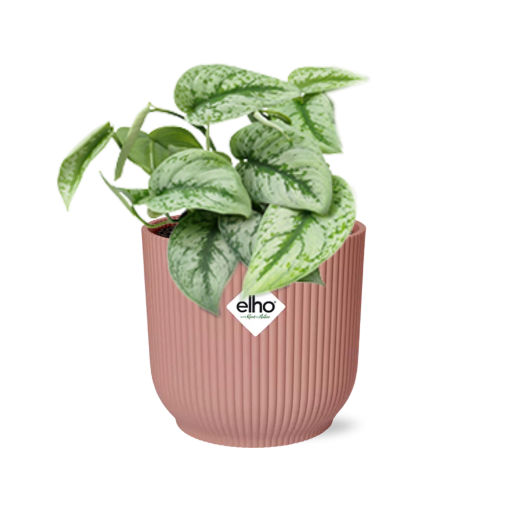 Scindapsus Pictus 'Trebie' in ELHO Vibes Fold 14cm pink