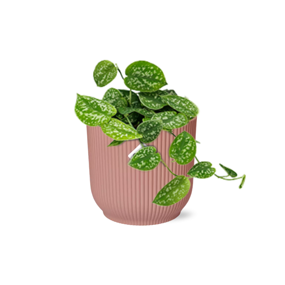 Scindapsus Pictus 'Argyraeus' in ELHO Vibes Fold 14cm pink