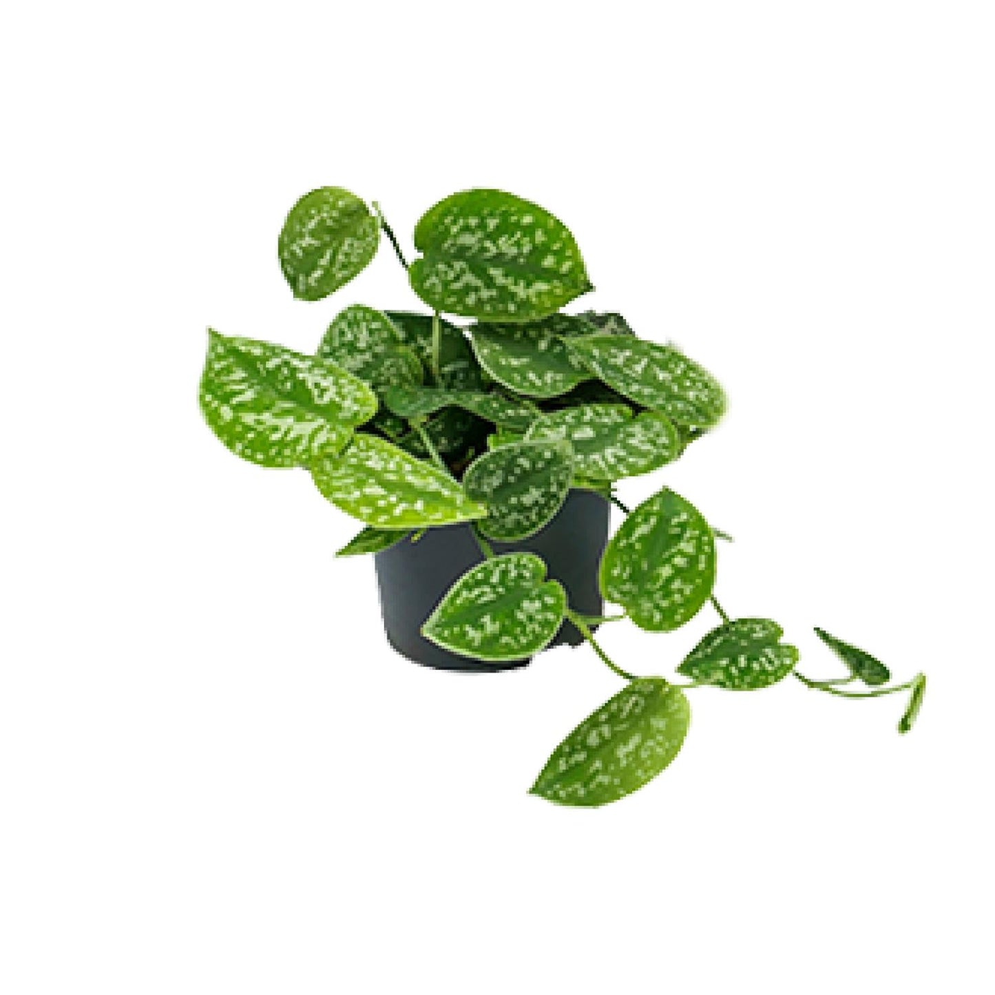 Scindapsus Pictus Argyraeus - Ø15cm - ↕25cm - Ø12cm - ↕15cm