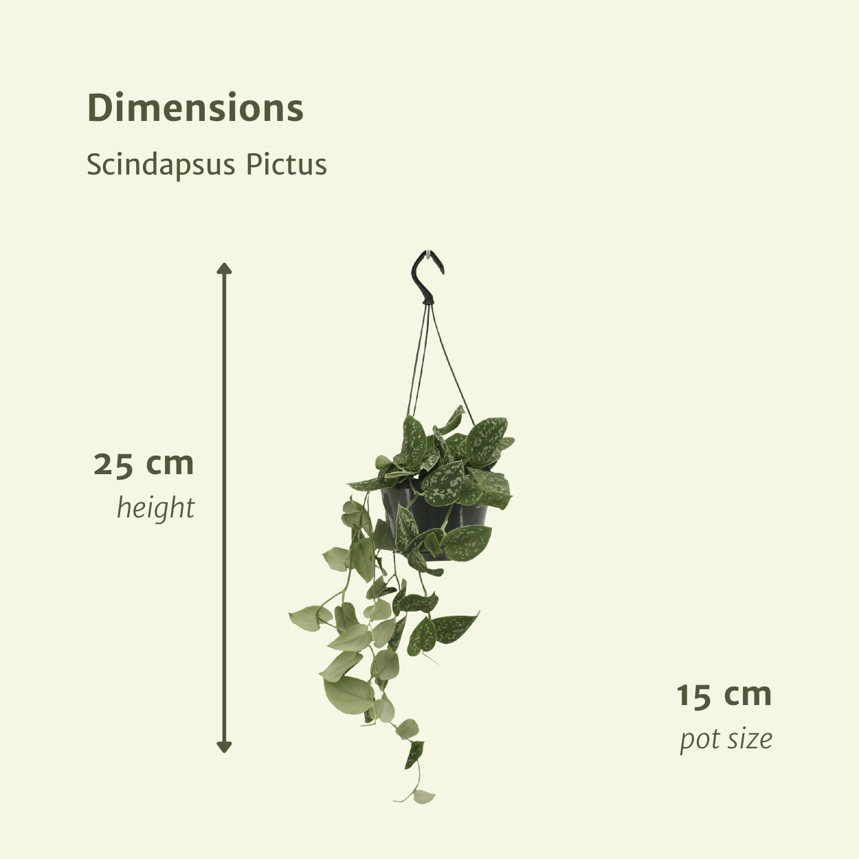 Scindapsus Pictus (Epipremnum) - 2 pièces - Ø15cm - ↕20cm