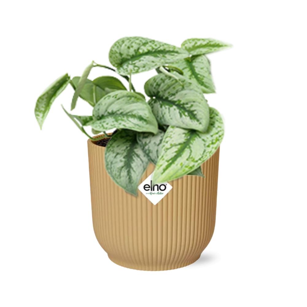 Scindapsus Pictus 'Trebie' in ELHO Vibes Fold 14cm yellow