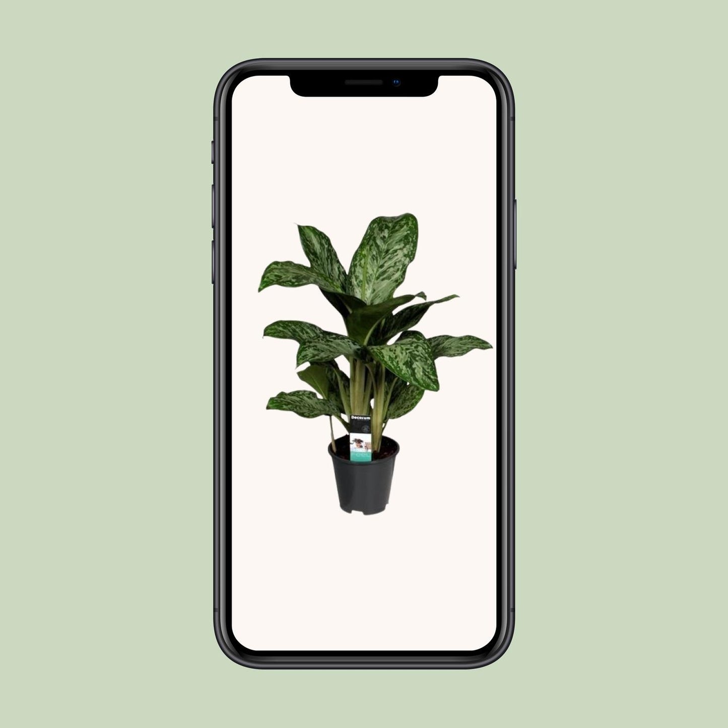 Aglaonema Feu Vert (Decorum) - Ø17cm - ↕60cm