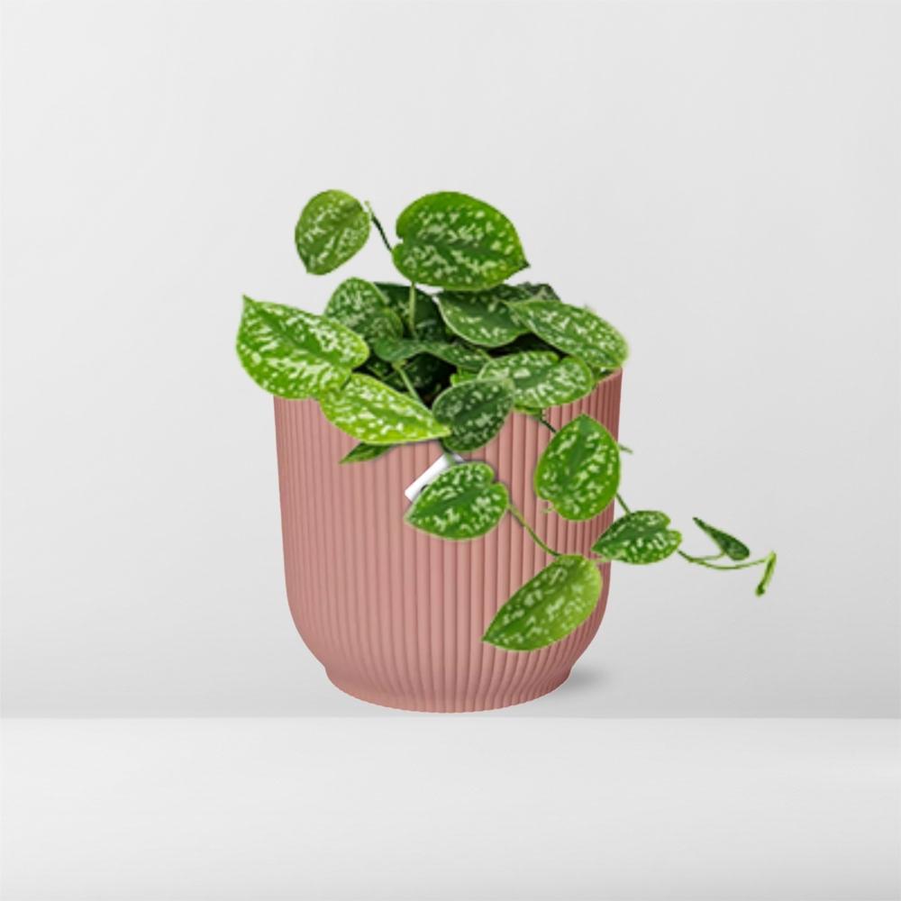 Scindapsus Pictus 'Argyraeus' in ELHO Vibes Fold 14cm pink
