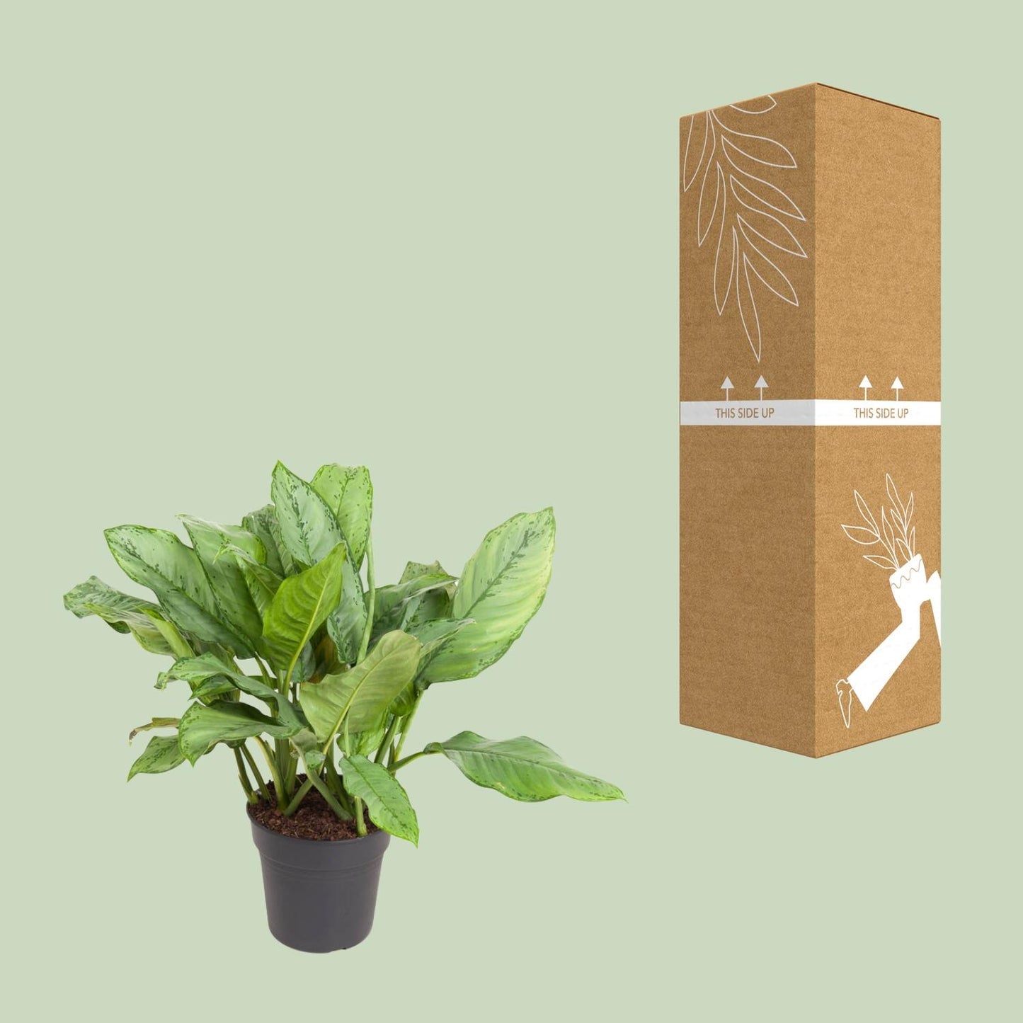 Aglaonema BJ, Freedman - Ø24cm - ↕70cm