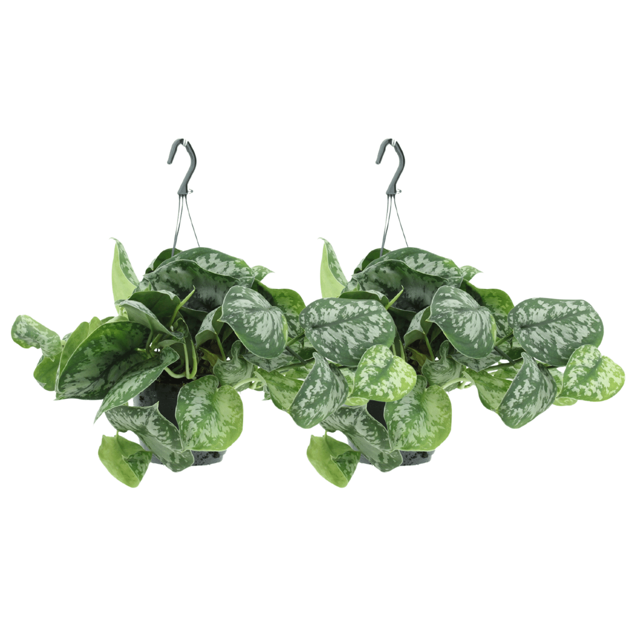 Scindapsus Pictus Trebie (Epipremnum) - 2 pièces - Ø15cm - ↕25cm