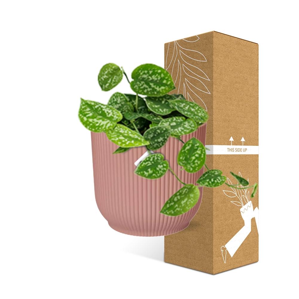 Scindapsus Pictus 'Argyraeus' in ELHO Vibes Fold 14cm pink