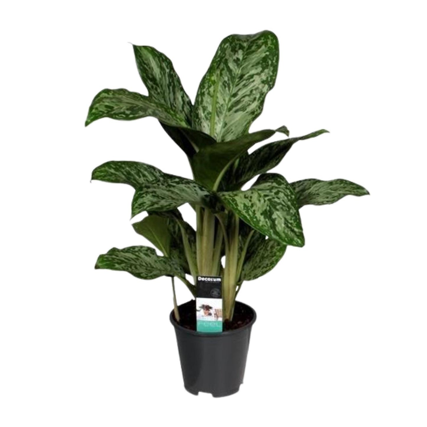 Aglaonema Feu Vert (Decorum) - Ø17cm - ↕60cm