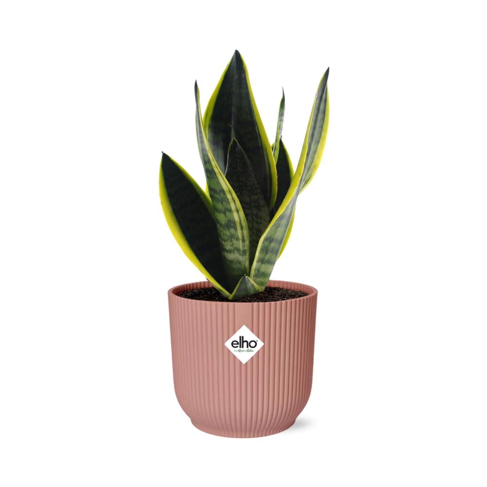 Sansevieria Futura Superba in ELHO Vibes Fold 14cm pink