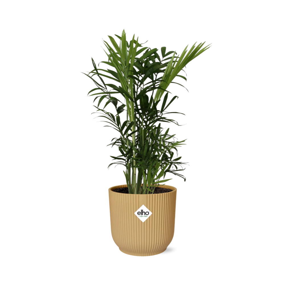 Chamaedorea Elegans in ELHO Vibes Fold 14cm yellow