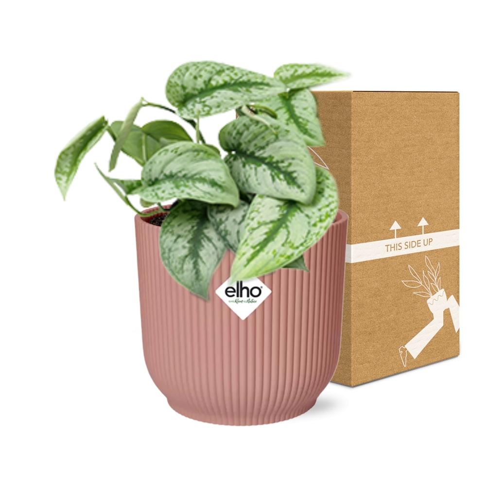 Scindapsus Pictus 'Trebie' in ELHO Vibes Fold 14cm pink