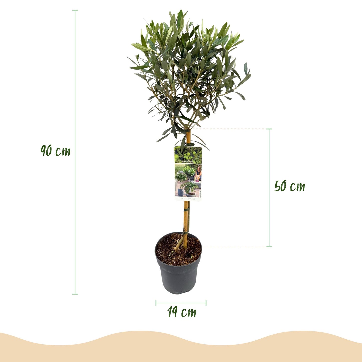 Green boutiQ - Plante de jardin - Olea Europaea - Plante sur tige - Plante de terrasse - Persistante - Peu d'entretien - Pot 19cm Hauteur 90cm