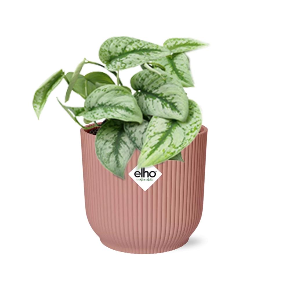 Scindapsus Pictus 'Trebie' in ELHO Vibes Fold 14cm pink