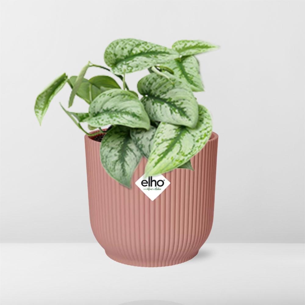 Scindapsus Pictus 'Trebie' in ELHO Vibes Fold 14cm pink