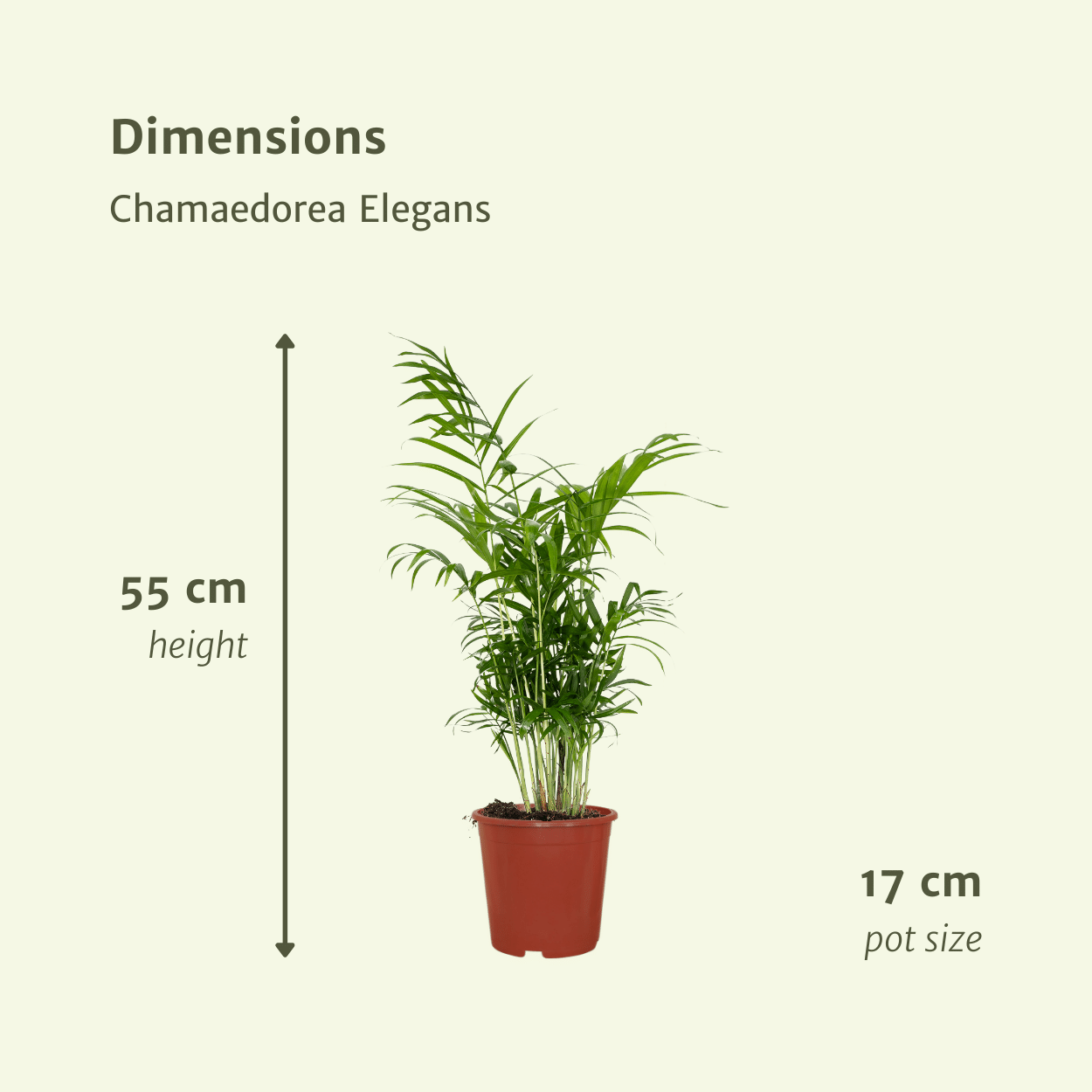 Chamaedorea Elegans (Mexican Mountain Palm) - 2 pieces - Ø17cm - ↕55cm