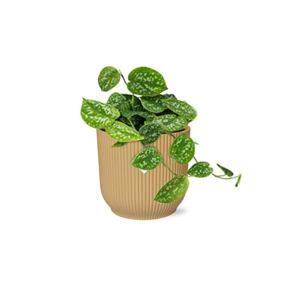 Scindapsus Pictus 'Argyraeus' in ELHO Vibes Fold 14cm yellow