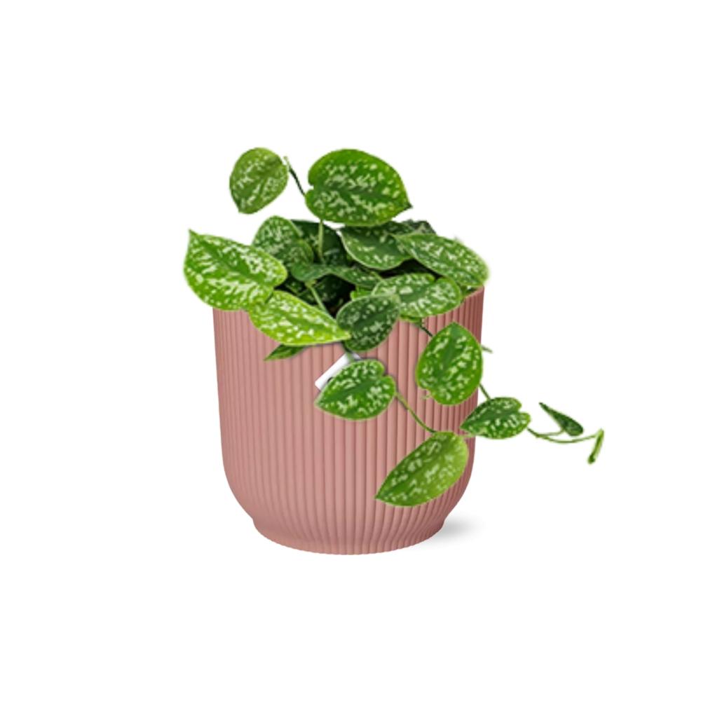 Scindapsus Pictus 'Argyraeus' in ELHO Vibes Fold 14cm pink