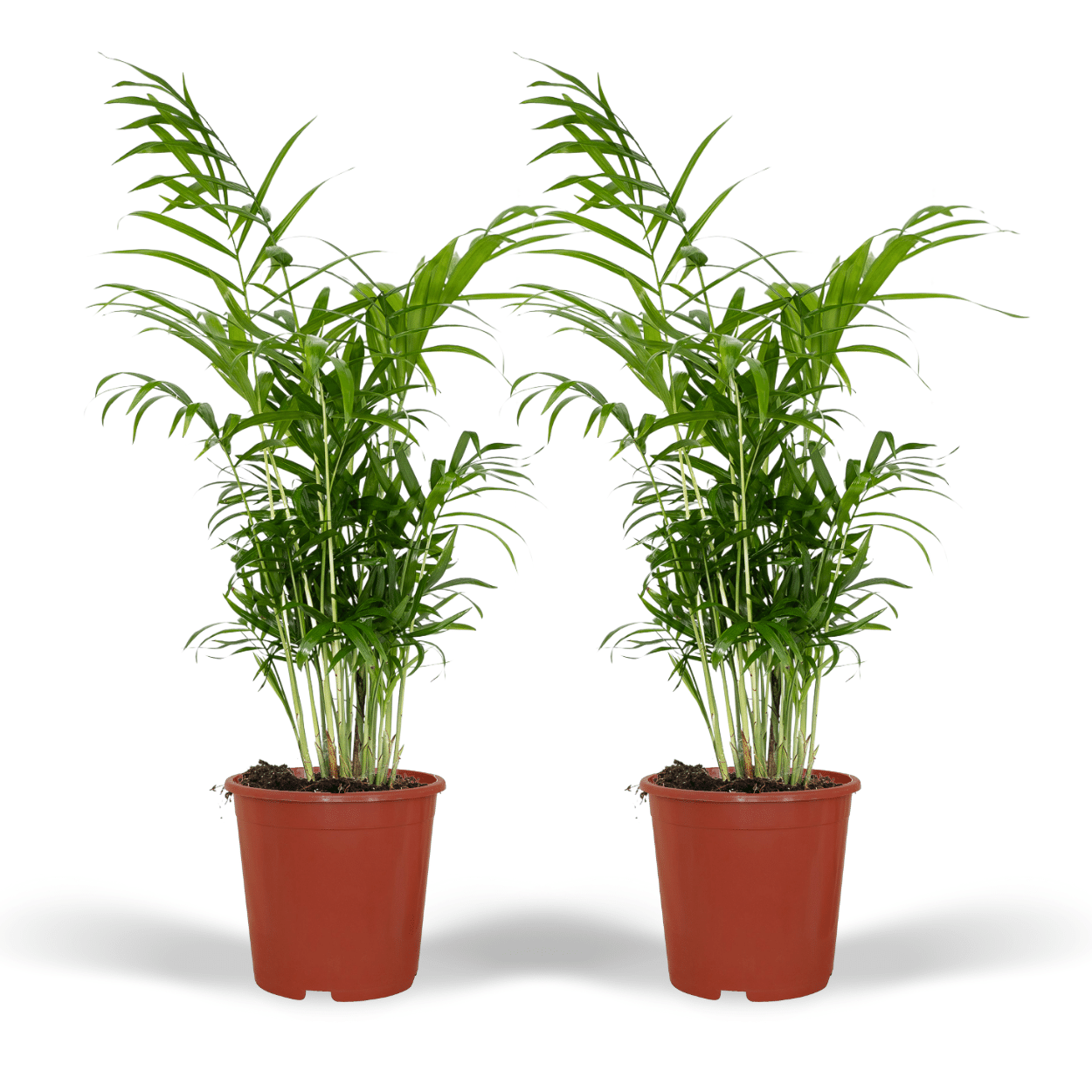 Chamaedorea Elegans (Mexican Mountain Palm) - 2 pieces - Ø17cm - ↕55cm