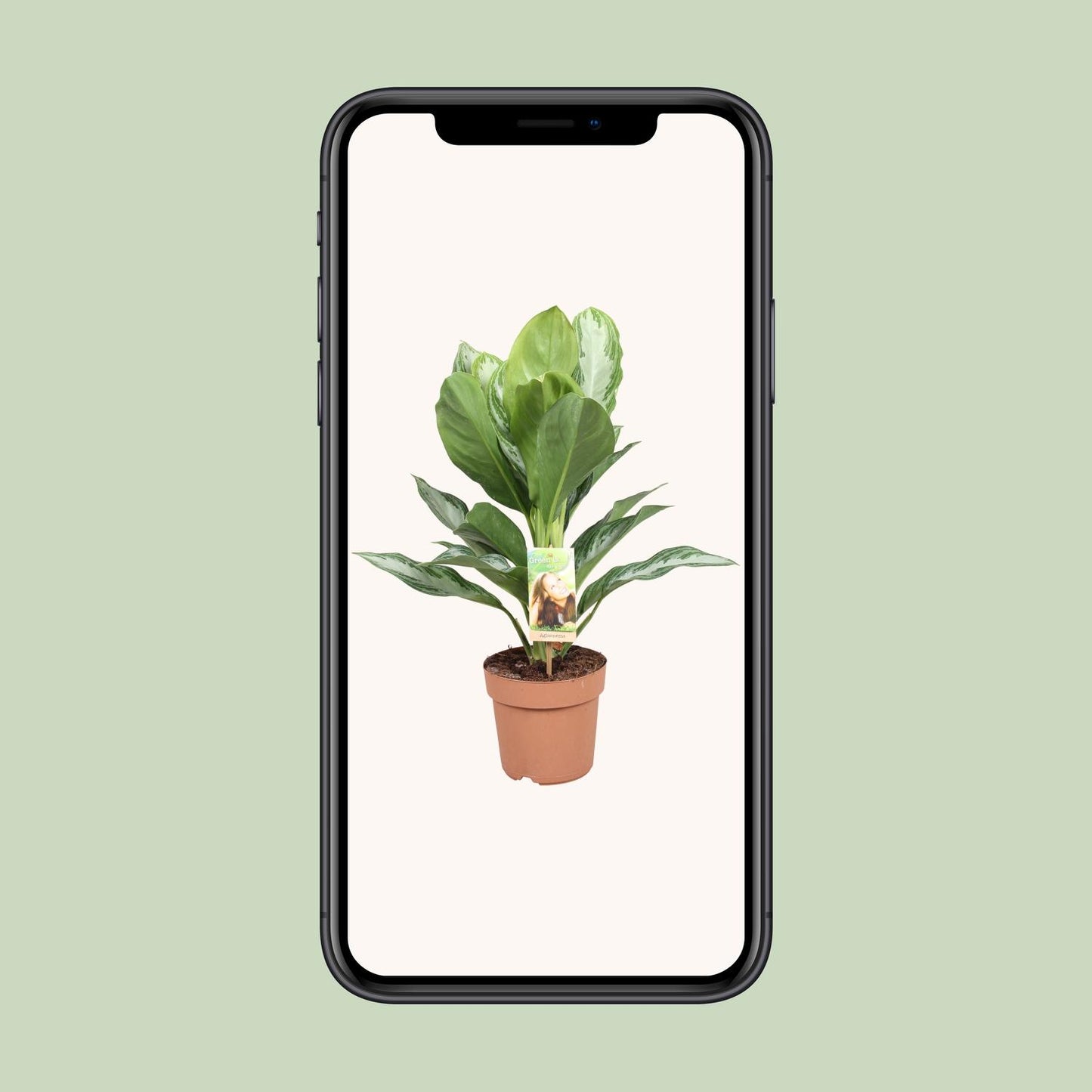 Aglaonema Silver Bay - Arbre à feuilles persistantes de Chine - Ø 17 cm - ↕ 55 cm