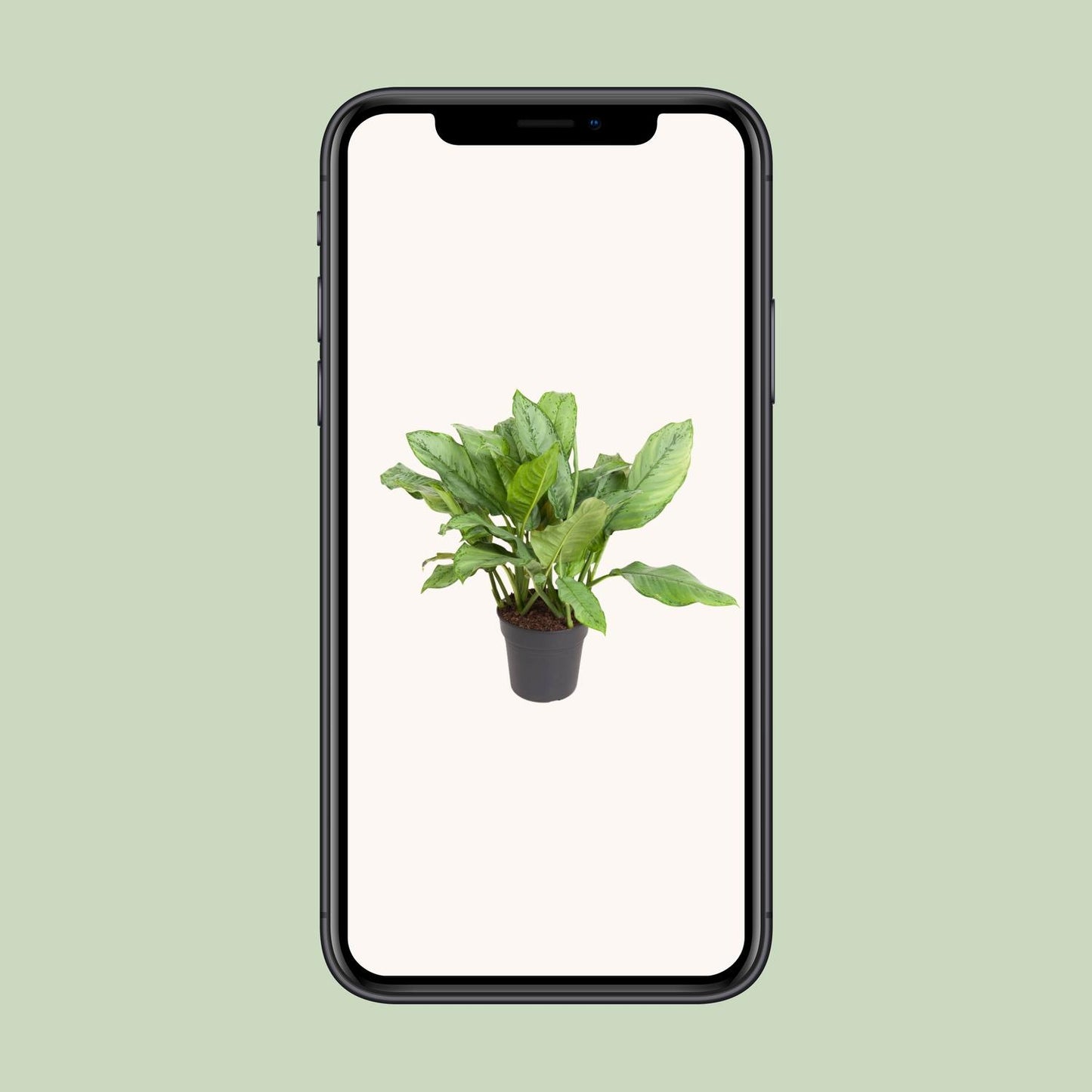 Aglaonema BJ, Freedman - Ø24cm - ↕70cm