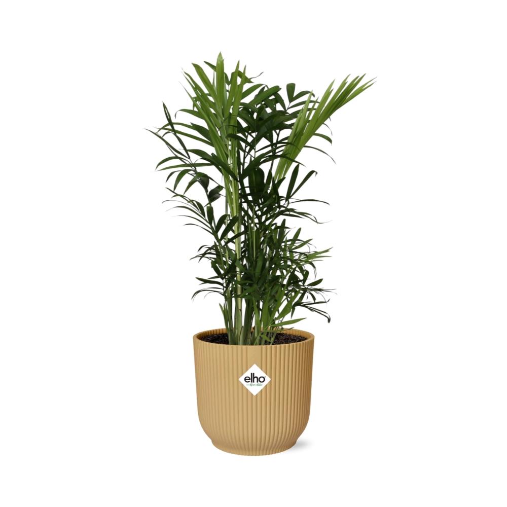Chamaedorea Elegans in ELHO Vibes Fold 14cm yellow