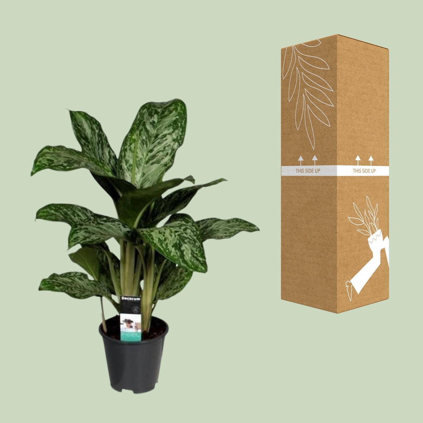 Aglaonema Feu Vert (Decorum) - Ø17cm - ↕60cm