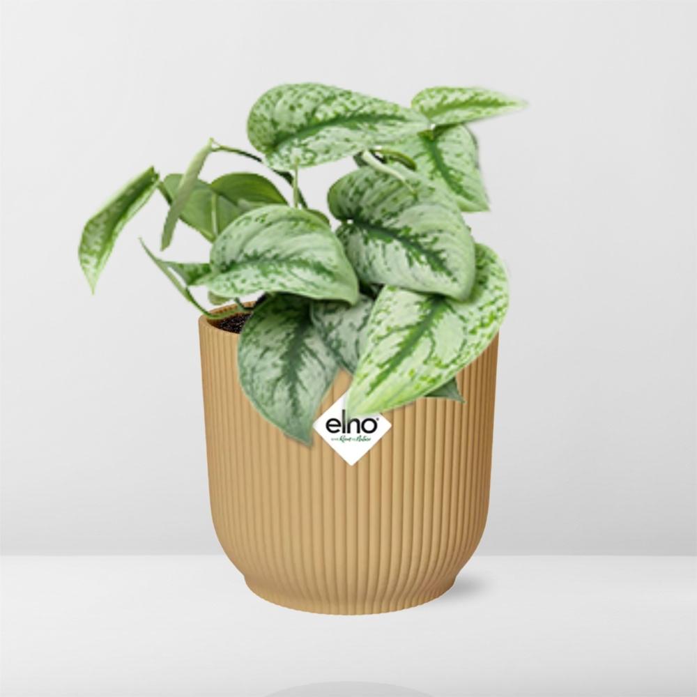 Scindapsus Pictus 'Trebie' in ELHO Vibes Fold 14cm yellow