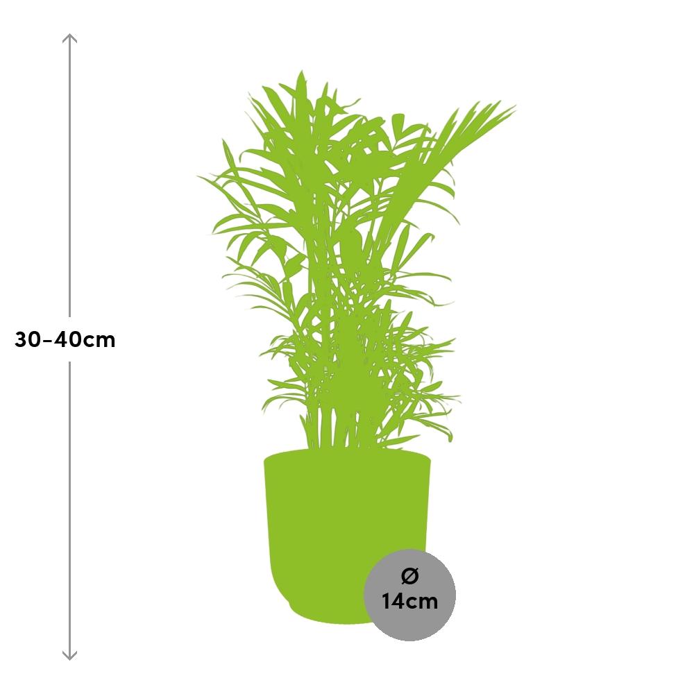 Chamaedorea Elegans in ELHO Vibes Fold 14cm yellow