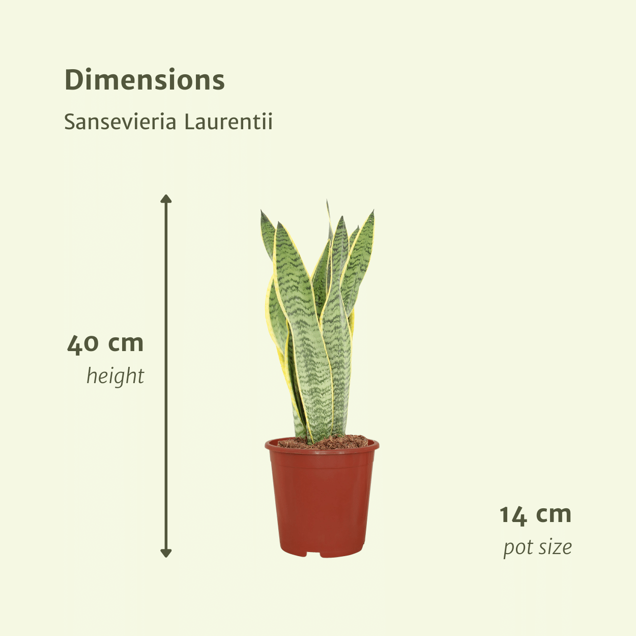 2x Sansevieria Laurentii - Mother-in-law's tongue - 40cm - ø14