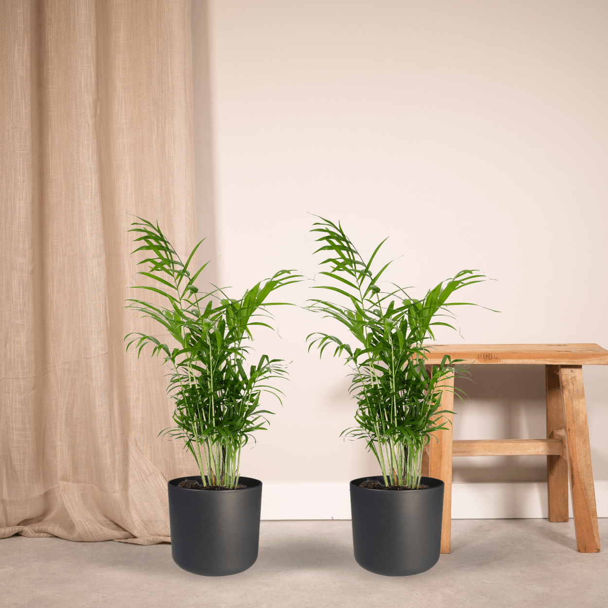 Chamaedorea Elegans (Mexican Mountain Palm) - 2 pieces - Ø17cm - ↕55cm