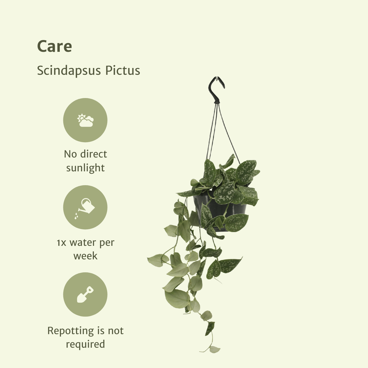 Scindapsus Pictus (Epipremnum) - 2 pièces - Ø15cm - ↕20cm