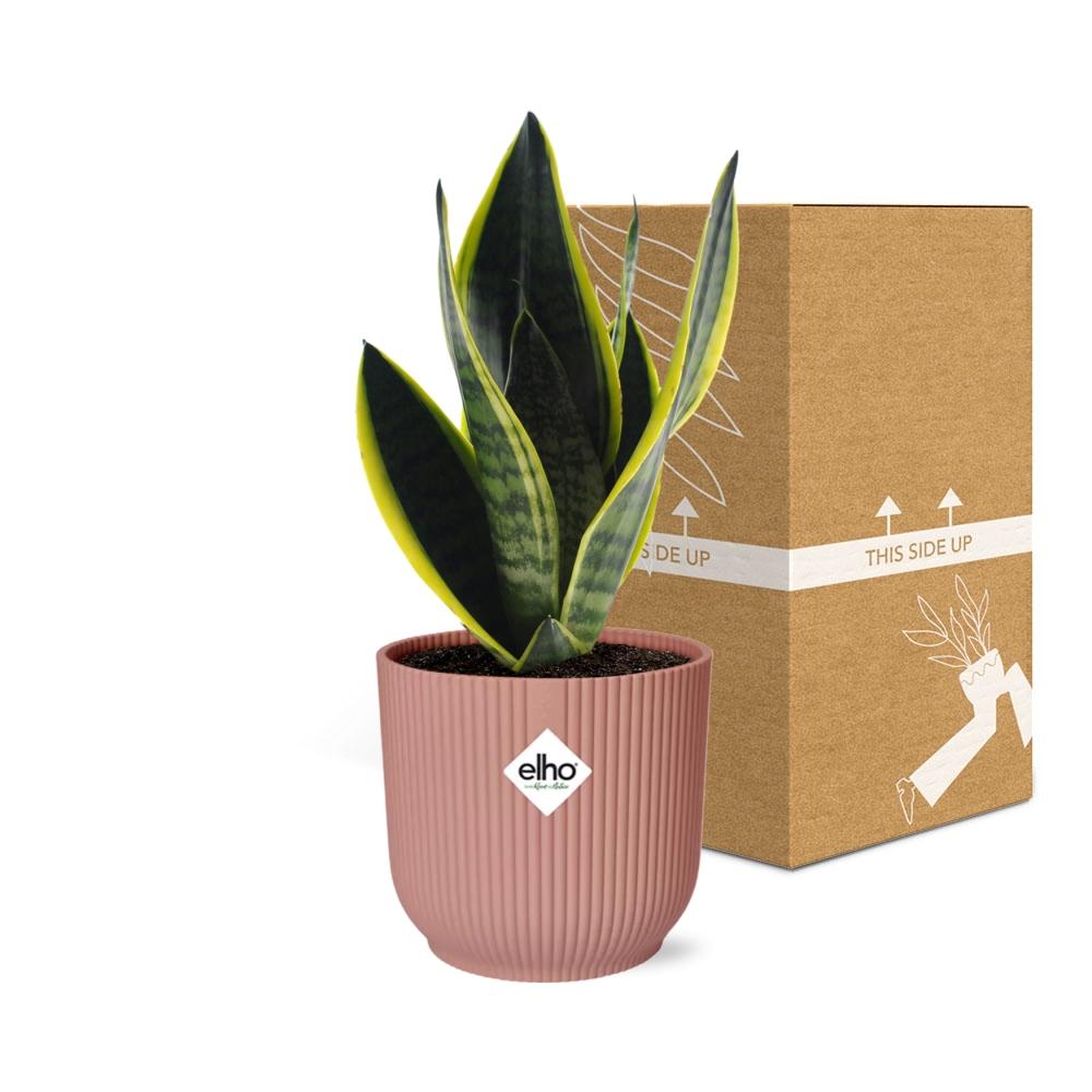 Sansevieria Futura Superba in ELHO Vibes Fold 14cm pink