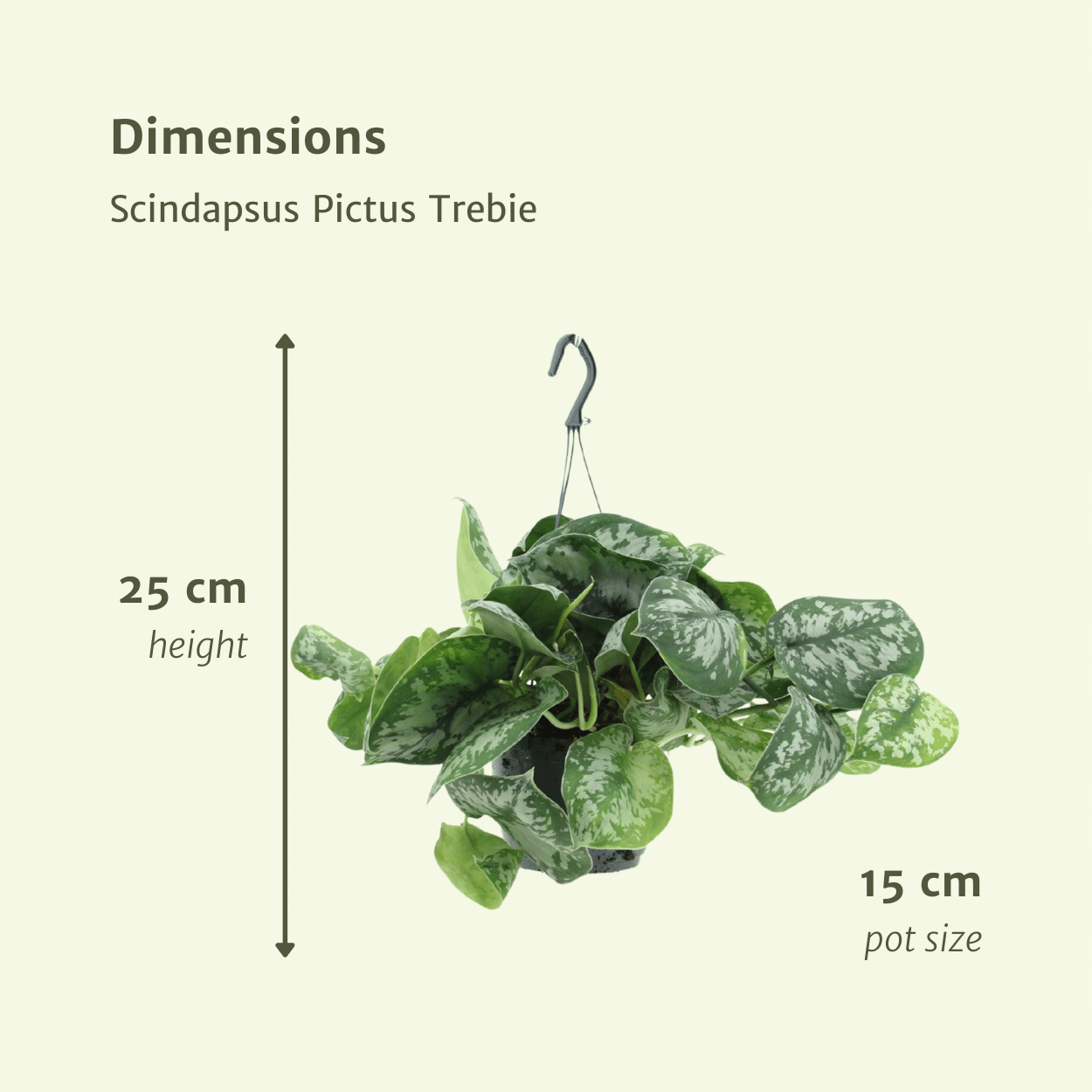 Scindapsus Pictus Trebie (Epipremnum) - 2 pièces - Ø15cm - ↕25cm