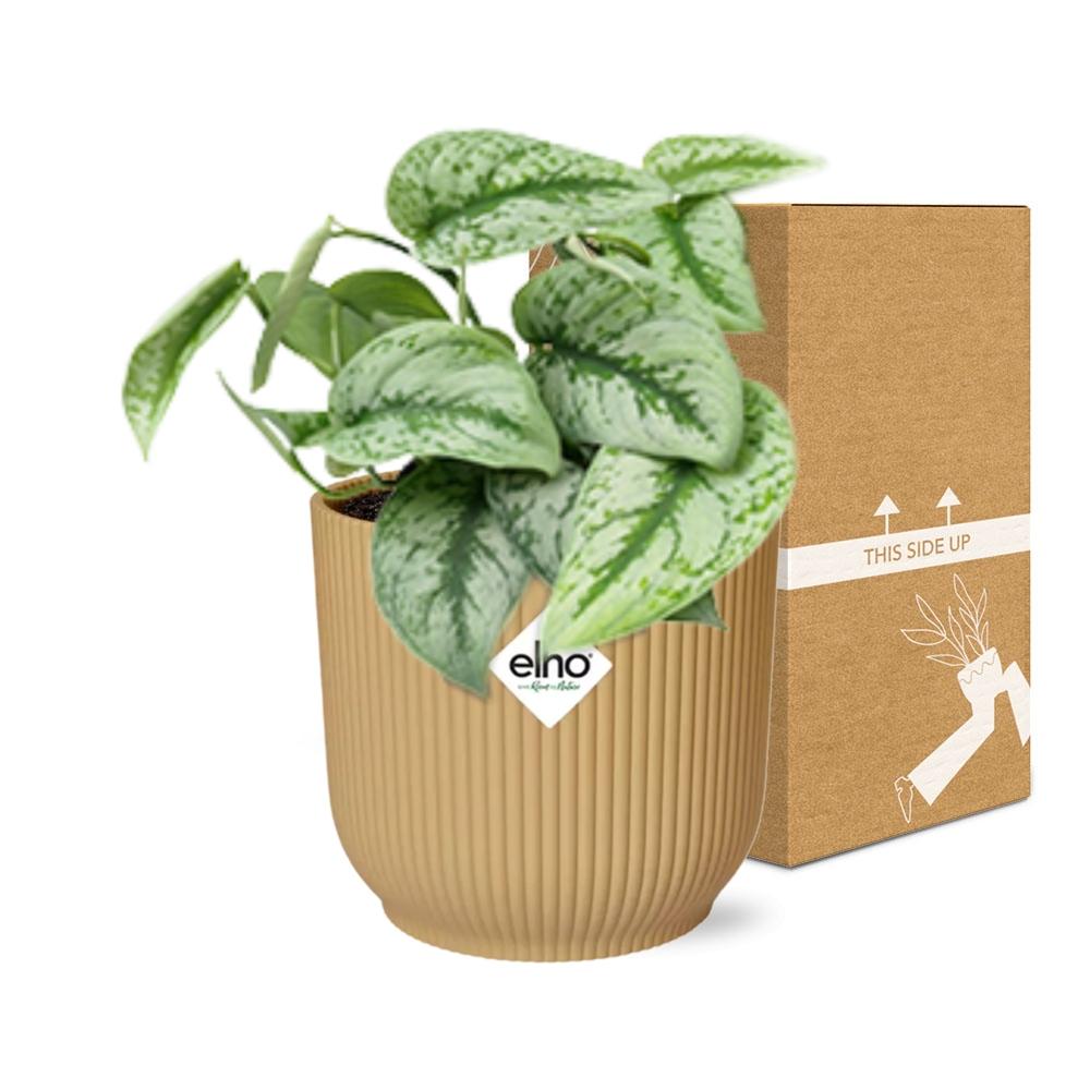 Scindapsus Pictus 'Trebie' in ELHO Vibes Fold 14cm yellow