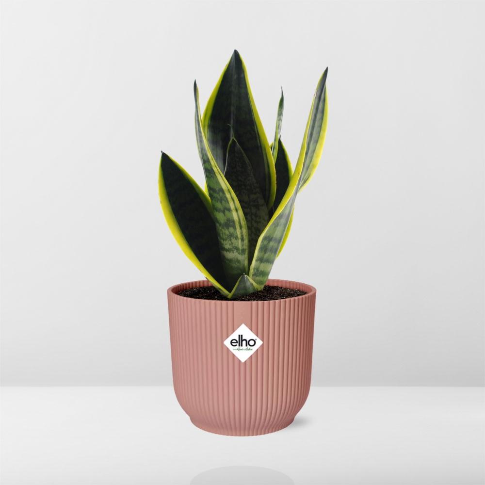 Sansevieria Futura Superba in ELHO Vibes Fold 14cm pink