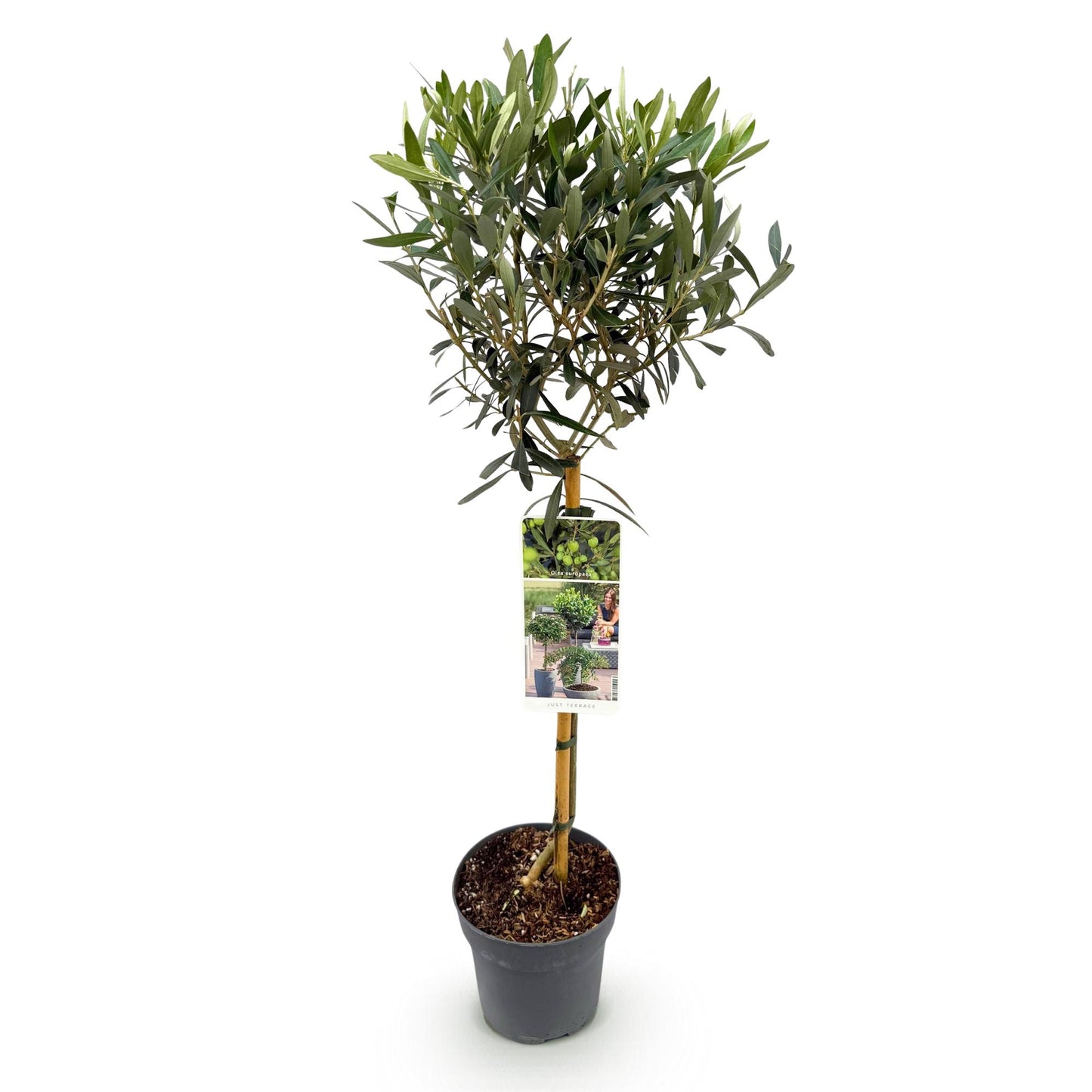 Green boutiQ - Plante de jardin - Olea Europaea - Plante sur tige - Plante de terrasse - Persistante - Peu d'entretien - Pot 19cm Hauteur 90cm