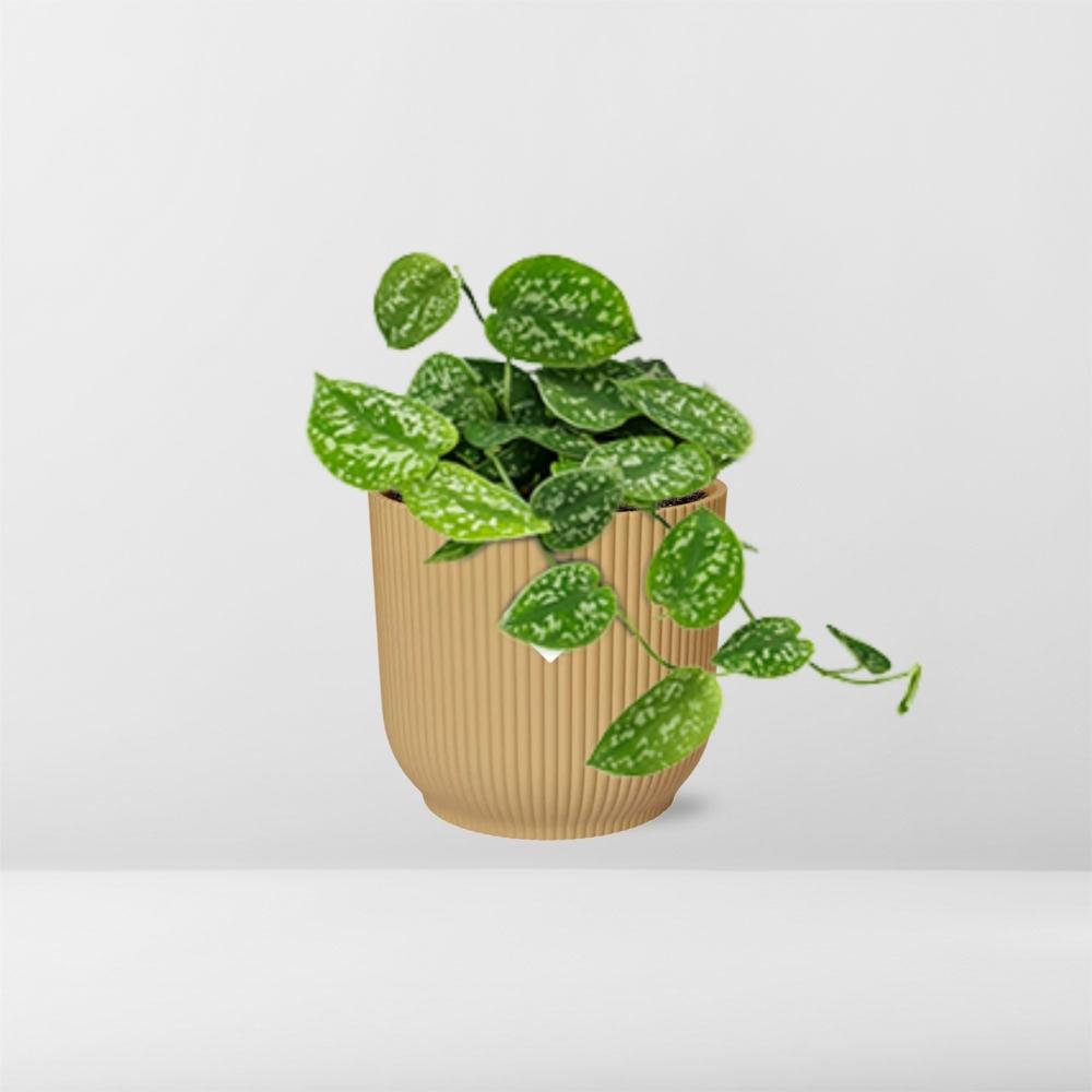 Scindapsus Pictus 'Argyraeus' in ELHO Vibes Fold 14cm yellow